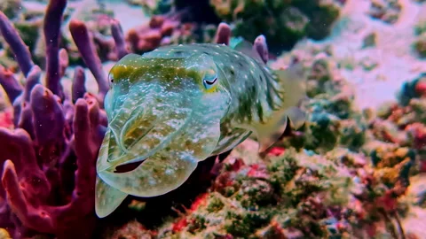 Macro Close Up of Cuttlefish Showing Camouflage and Texture in Bali Видео 331023307
