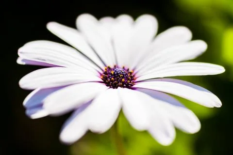Macro Close-Up Of A Daisy Flower Isolated. Stock Photos