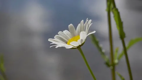 Macro close up of daisy flower by the river on Patagonian forest Stock Footage 256183498