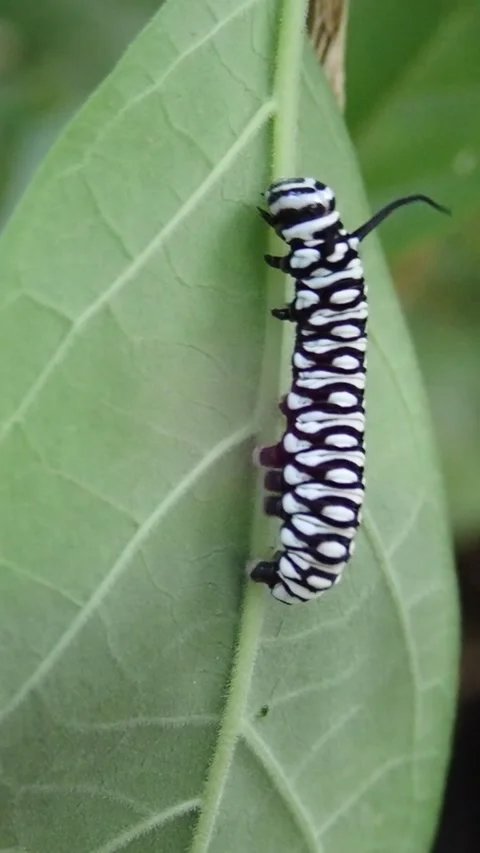 Macro Close-Up of a Danainae Caterpillar (Danaus sp.) Crawling on Host Plant Stock-Footage 342875316