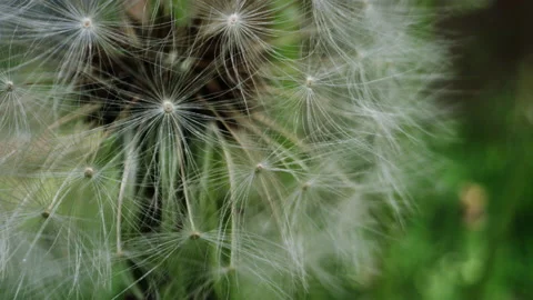 Macro close up dandelion fluff on flower Stock Footage 131876510