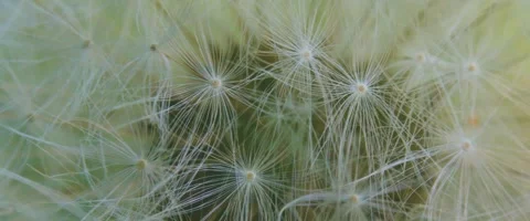 Macro close-up of dandelion fluff (Taraxacum). Stock Footage 251719340