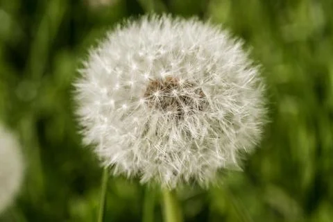 Macro close of a dandelion Photos