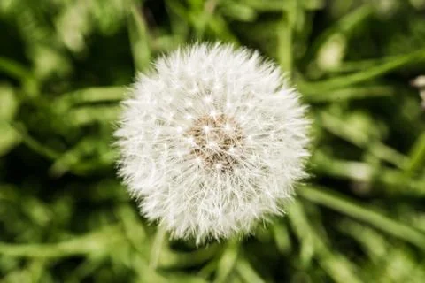 Macro close of a dandelion Photos