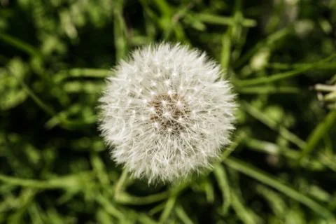Macro close of a dandelion Photos