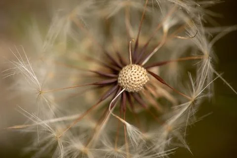 Macro Close-Up of Dandelion Fotos Stock