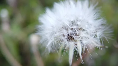 Macro Close Up of Dandelion Seed Head in Natural Meadow Видео 332575830