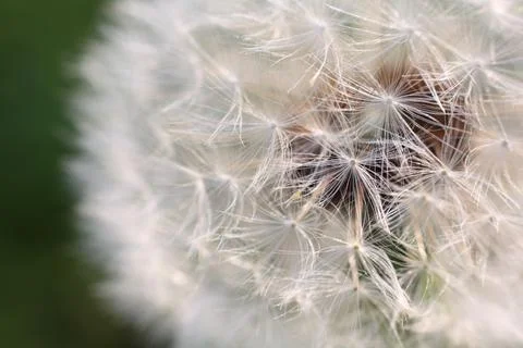 Macro close-up of a dandelion seed head, known as a dandelion clock Stock Photos