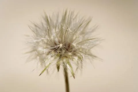 Macro Close-Up of Dandelion Seed Head (Taraxacum officinale) Stock Photos