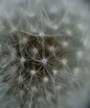Macro Close Up of Dandelion Seed Head with Soft Focus Stock Photos