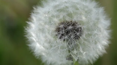 Macro close-up dandelion seed puff ball Stock Footage 38869878