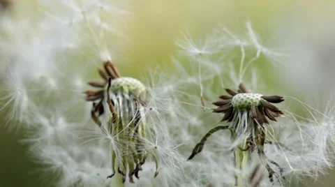 Macro close-up dandelion seed puff balls Stock Footage 38875799