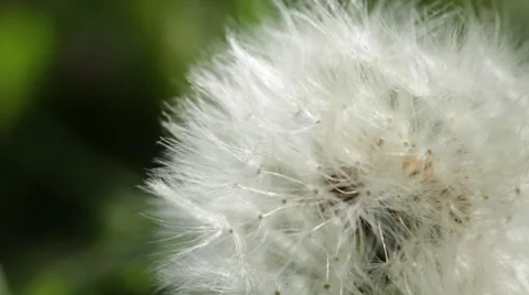 Macro close-up dandelion seed puff ball Stock Footage 38876964