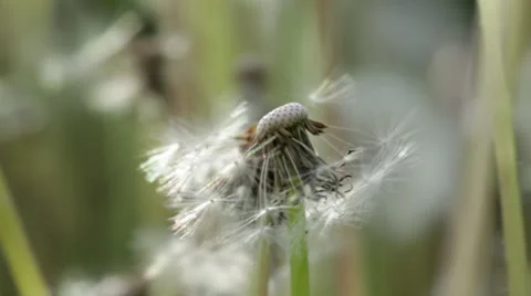 Macro close-up dandelion seed puff ball Stock Footage 38877584