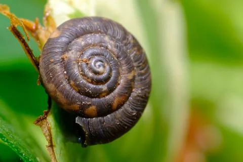 Macro Close-Up of Dark Snail Shell in Garden on Rainy Day Stock Photos