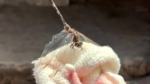 Macro close up of a dead dragonfly attached on fabric surface Stock-Footage 346561869