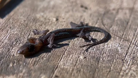 Macro close up of a dead lizard on wooden surface Stock-Footage 346562735