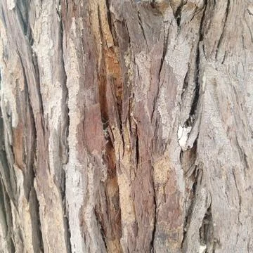 Macro close up deeply grooved peeling tree bark strips raw organic art Stock Photos