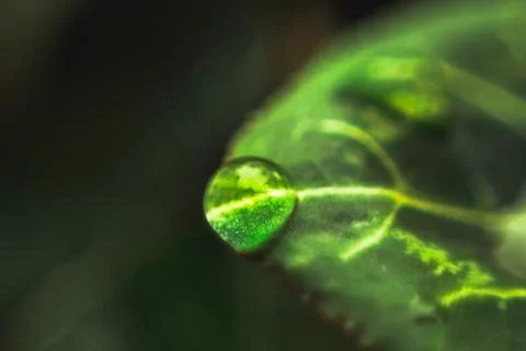 Macro close-up of a Delicate fresh drop of water on a leave in rainy morning  Stock Photos