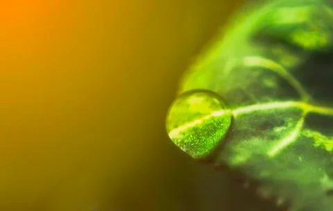 Macro close-up of a Delicate fresh drop of water on a leave in rainy morning  Stock Photos