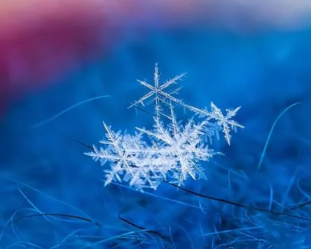 Macro close up a delicate natural snowflake on the blue pink background Stock Photos