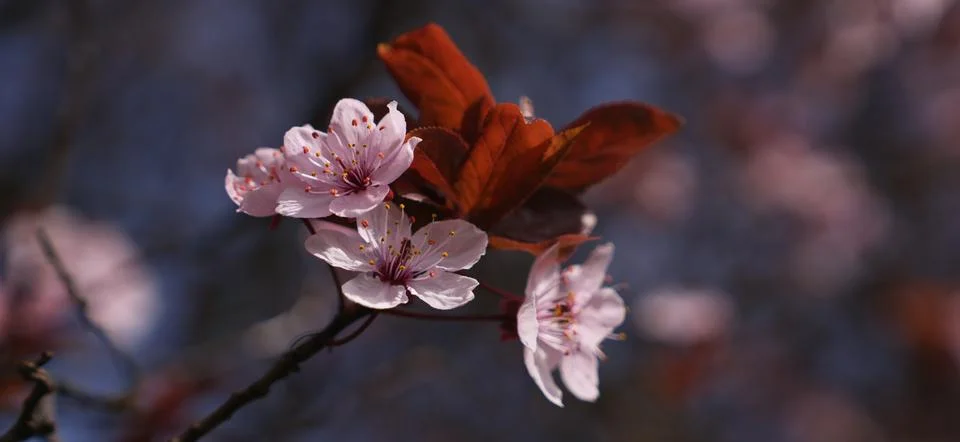 Macro Close Up of Delicate Pink Cherry Blossom Flowers and Reddish Brown Le.. Fotos Stock
