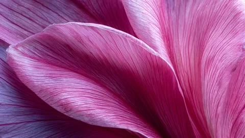 Macro close-up of delicate pink flower petals gently swaying in the wind Stock Footage 315270151