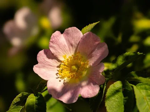 Macro Close-up of a Delicate Pink Wild Rose Blossom in Sunlight Stock Photos