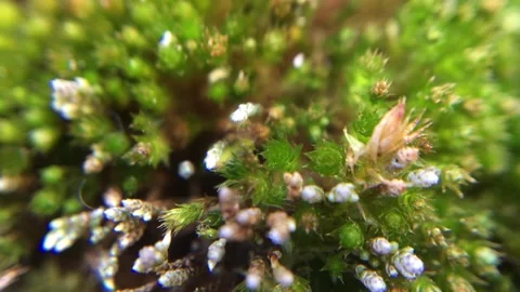 Macro Close Up of Delicate Plant Growth in Nature Stock Footage 334621810