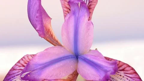 Macro close up of delicate purple iris flower petals with blue center and b.. Stockfoto's