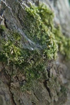 Macro Close Up of Delicate Spider Web on Mossy Tree Bark Stock Photos