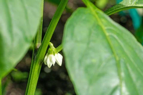 Macro close-up of a delicate white flower from a sweet pepper plant in nature Stock Photos