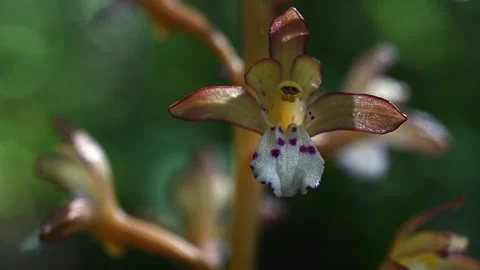 Macro close-up of delicate white orchid wildflowers with small purple spots  Stock Footage 300894941