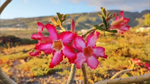 Macro Close Up of Desert Rose Flowers with Mountain Background 4K Video stock 335281502