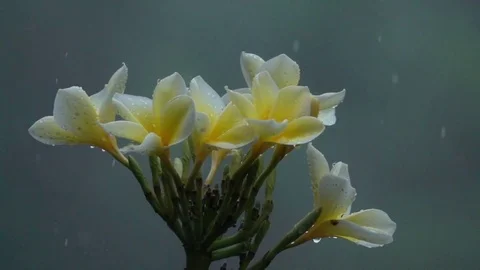 MACRO CLOSE UP Detail of raindrops falling on oleander flowers on garden in Bali Stock Footage 79198666