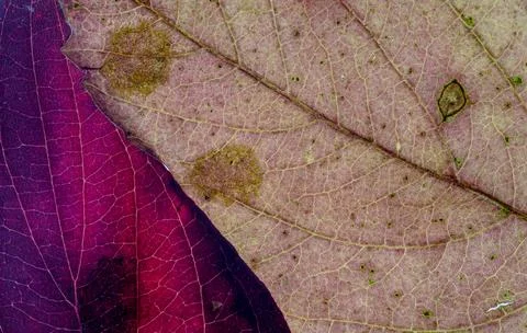 Macro close-up detailed view of two overlapping a brightly colored autumn leaves Stock Photos