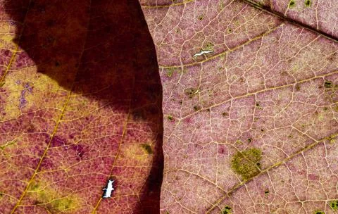 Macro close-up detailed view of two overlapping a brightly colored autumn leaves Foto stock
