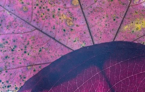 Macro close-up detailed view of two overlapping a brightly colored autumn leaves Stock Photos