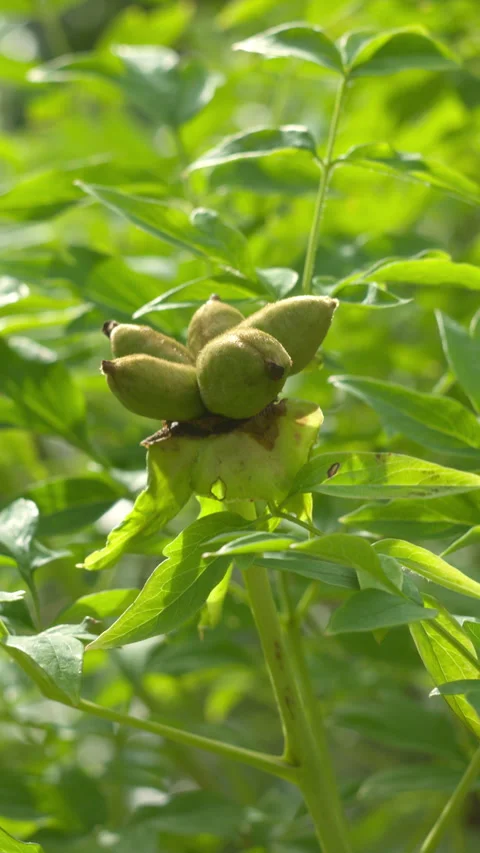 Macro Close-Up of Developing Peony Seed Pods in a Sunny Garden Stock Footage 339920098
