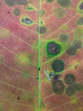 Macro Close Up Of Diseased Leaf Texture With Fungal Spots Stock Photos