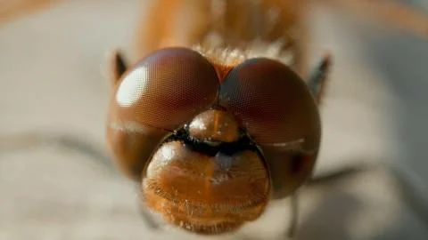 Macro close up on a dragonfly head Stock Photos