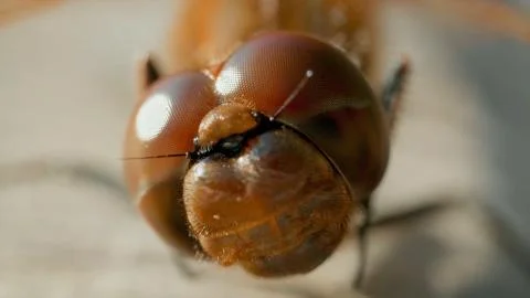 Macro close up on a dragonfly head Stock Photos