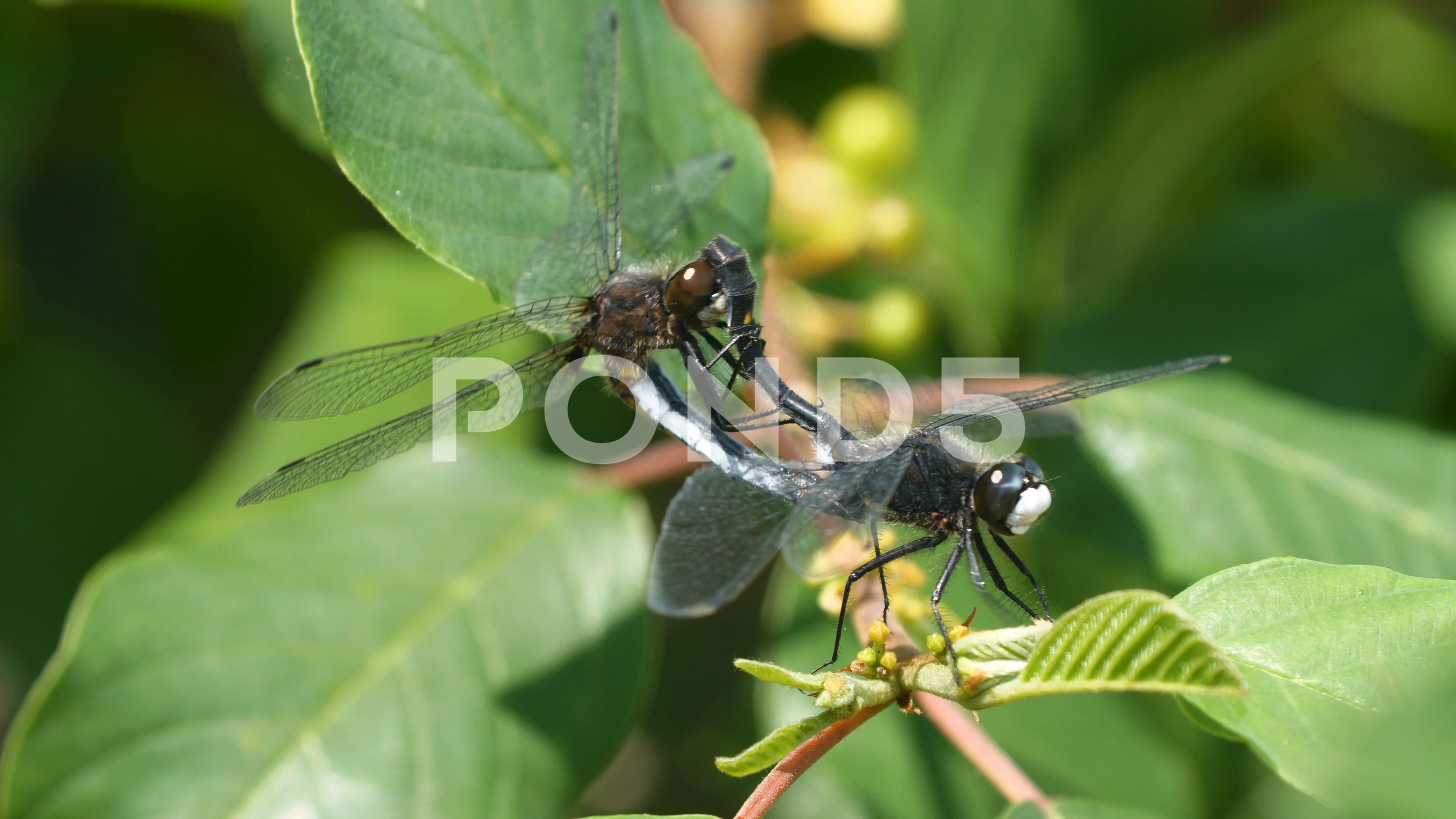 Macro close-up dragonfly orgasm. A pair of dragonfly in the wheel position