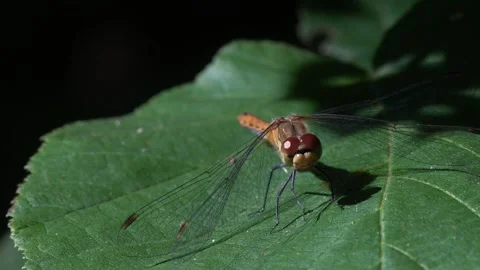 Macro Close Up of Dragonfly Resting on Green Leaf in Nature Video stock 323770047