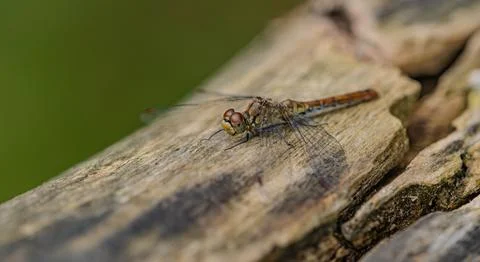 Macro Close-up of a Dragonfly Resting on Textured Wood Stock Photos