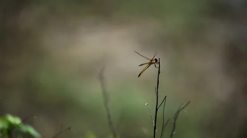Macro Close-up of Dragonfly Resting on Twig in Lush Natural Habitat Stock Footage 340562174