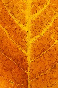 Macro close-up of a dried leaf Stock Photos