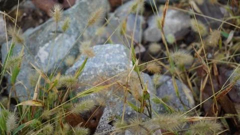 Macro close-up: dried wild grass seed heads, fuzzy pods, rocky background. Stock Photos