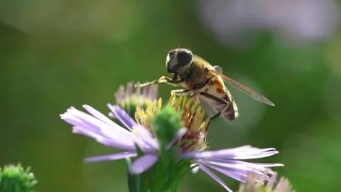 Macro close up of drone fly on flower Stock Footage 251314293