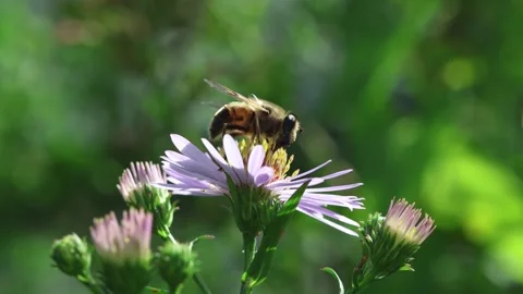 Macro close up of drone fly on flower collecting pollen Stock Footage 251314359